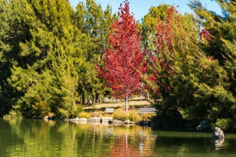 Gungahlin Pond Park in autumn. Canberra, Australia 
