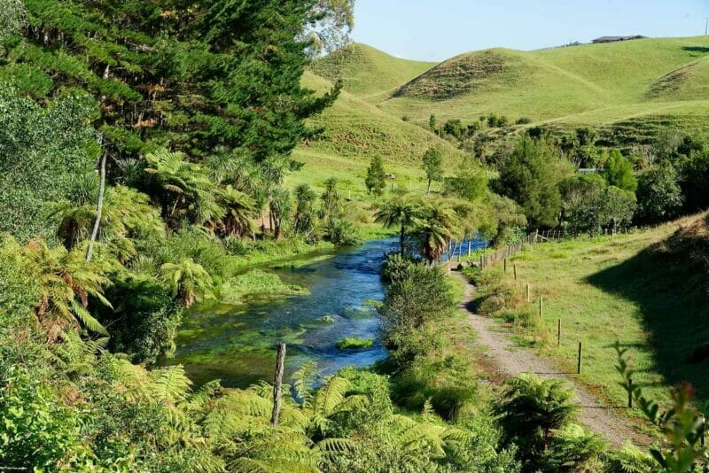 Lush green rural scenery in Waikato.