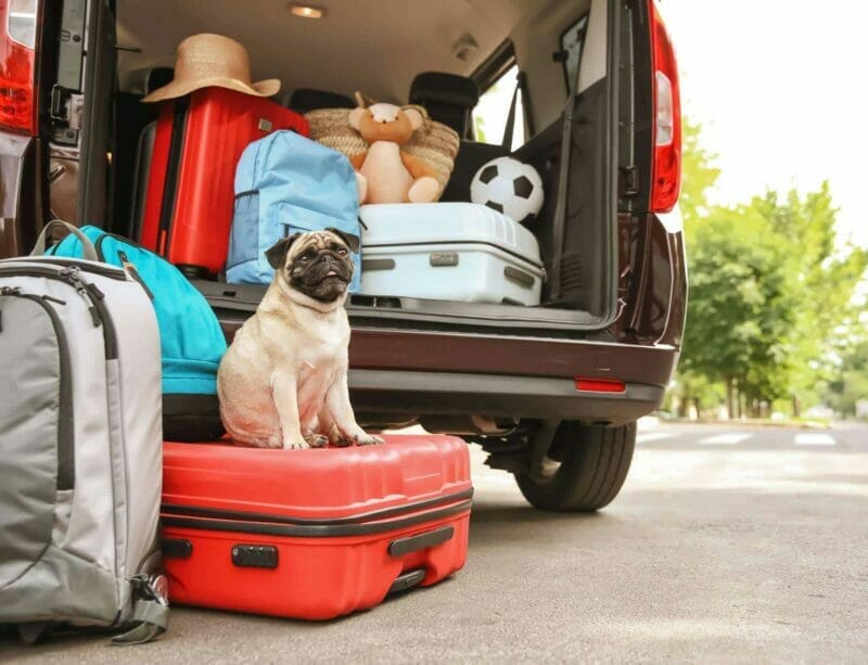 Car boot with cute pug and luggage - ready to move to Spain
