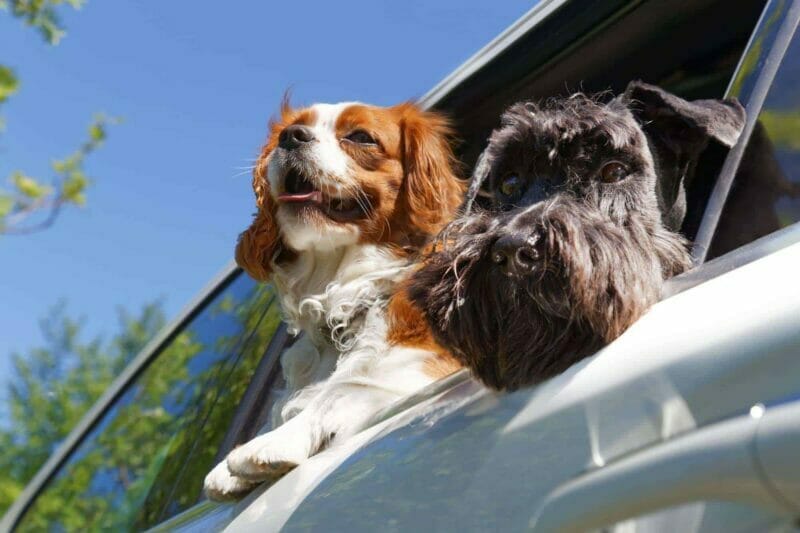 Two dogs look out the open car window. Removals to Spain