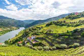 Upriver from Porto, grapes harvested to make port wine are grown in terraced vineyards in the sun-drenched Douro Valley in Portugal