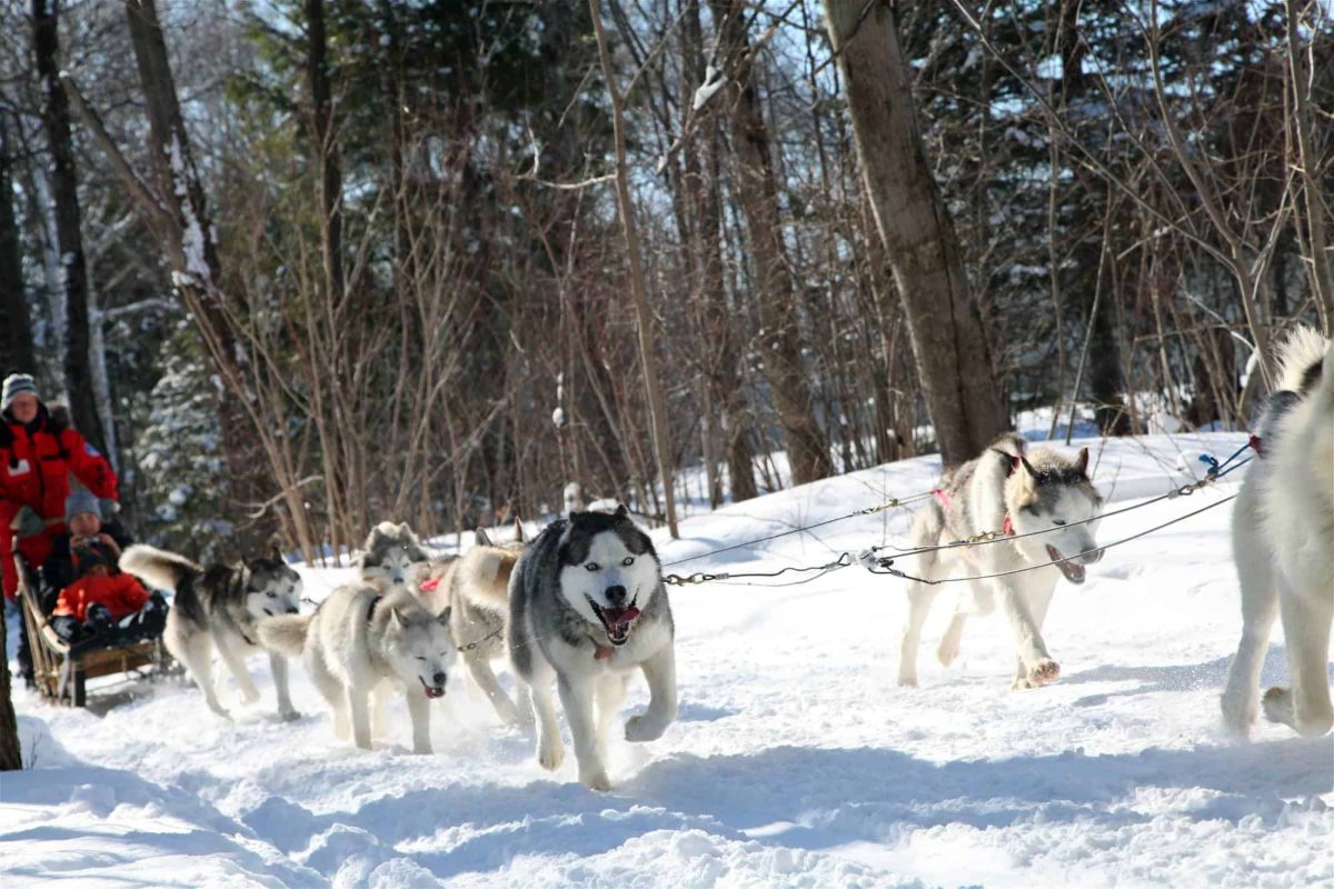 Winter in Ontario, people dogsledding in a winter forest