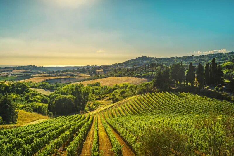 Vineyards in Maremma, Tuscany.