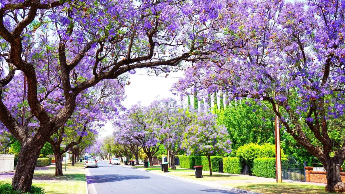 Best places to live in Australia - Adelaide -Jacaranda tree-lined Allinga Street in Glenside. 