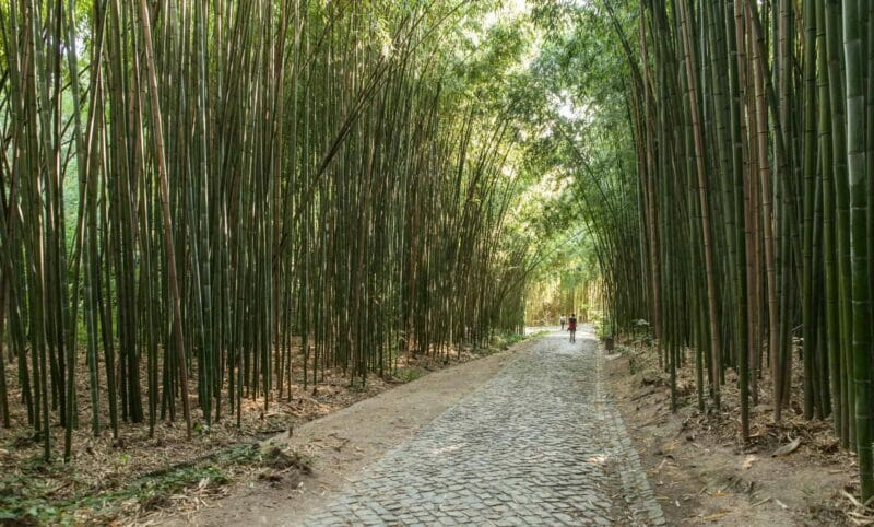 Bamboo grove in the Botanical Garden of Coimbra