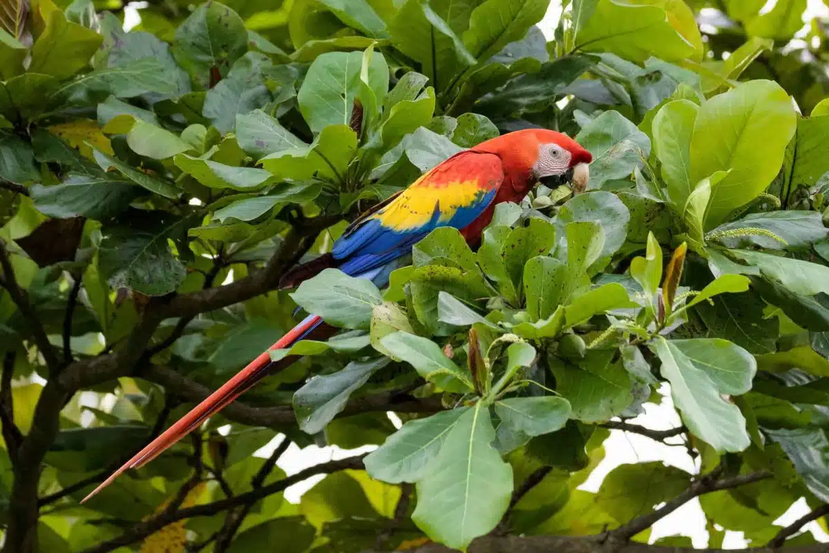A usual sight in the Carara National Park - a scarlet macaw eating almonds in an almond tree. 