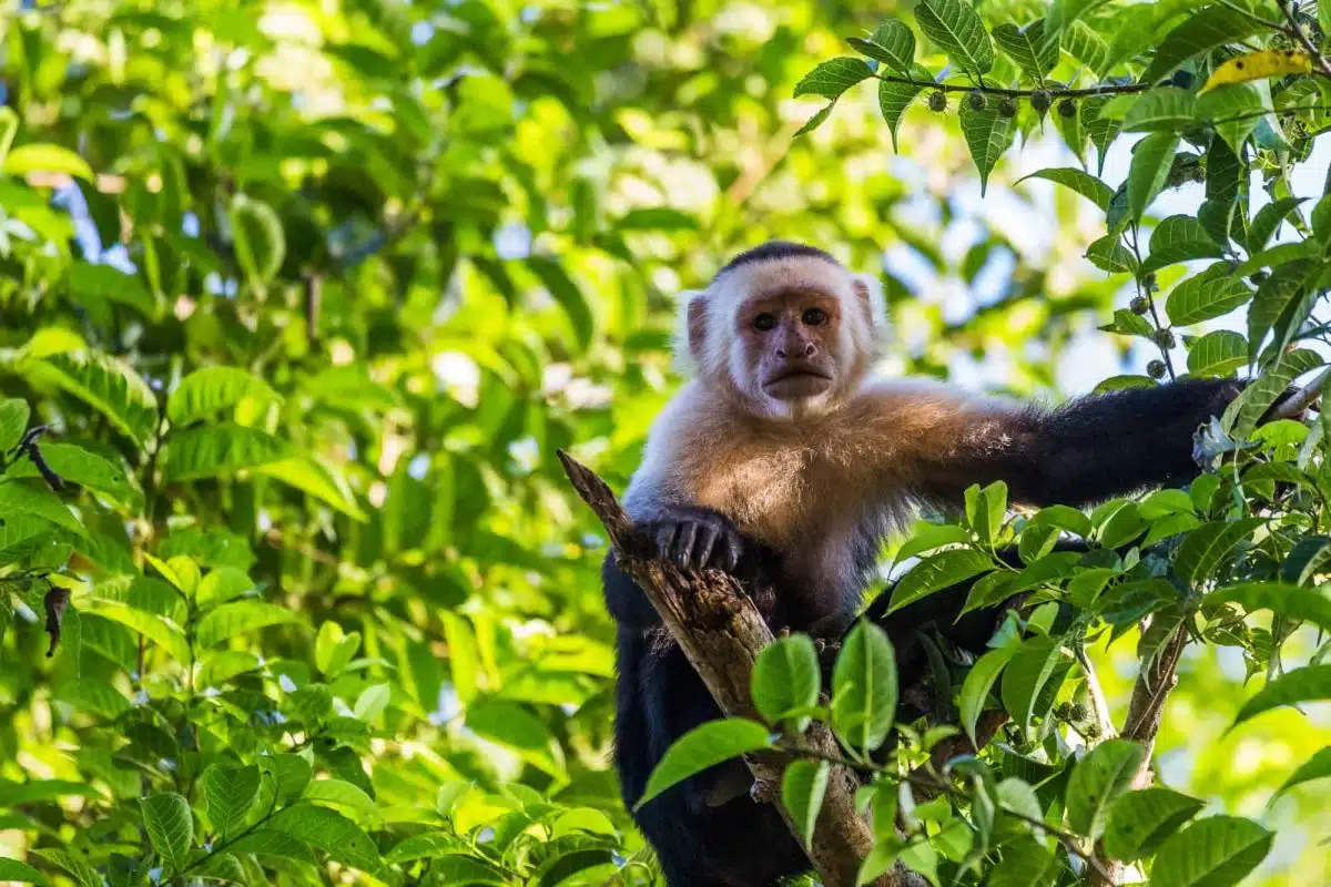 A white-faced capuchin in the treetops on the coast of Guanacaste, the Nicoya Peninsula.