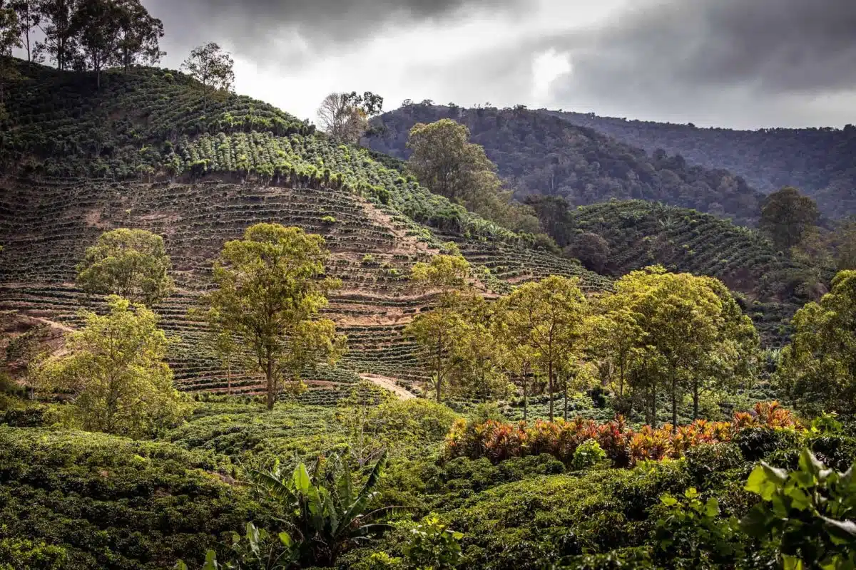 Coffee plantations in the Orosi Valley