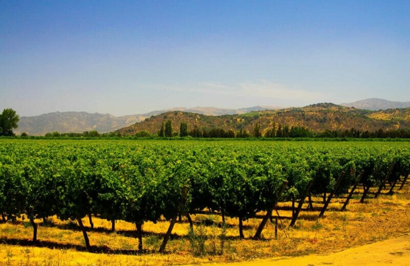 Vast Vineyards in Central Chile.