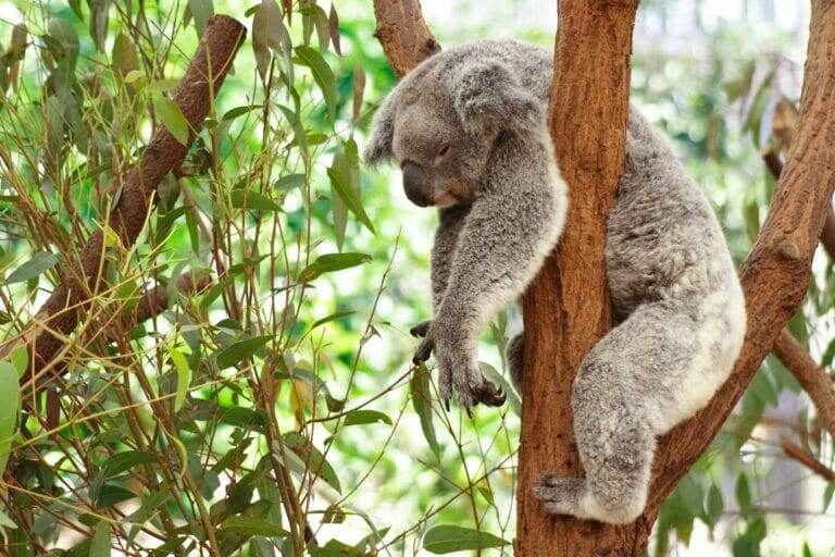 living in Brisbane - koalas