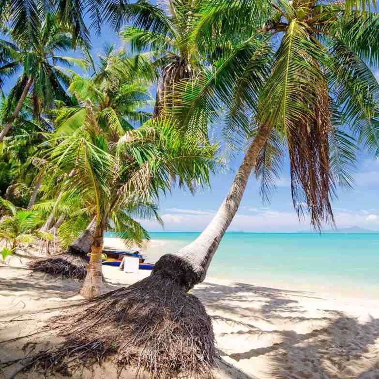 A tropical beach with golden sand and palm trees