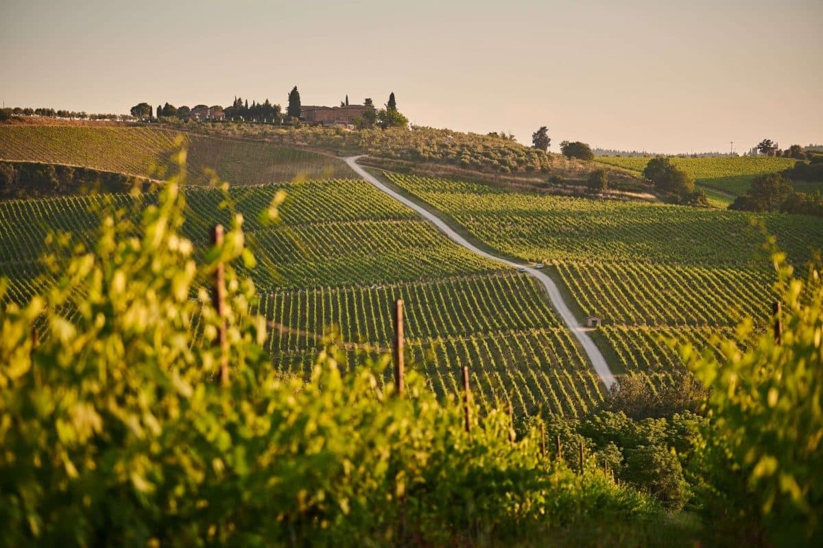 Vineyards in Tuscany on a summer day - miles of green rolling hills and a village on top of the hill