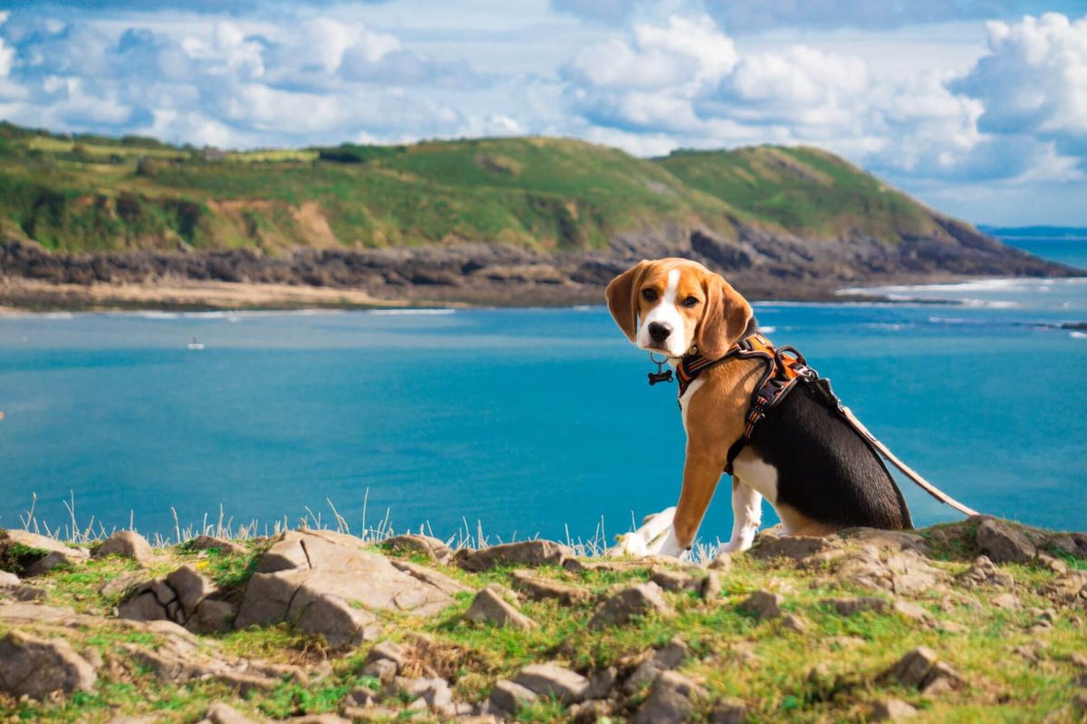 A dog on the top of a hill and blue waters of the Caswell bay in the backround. 