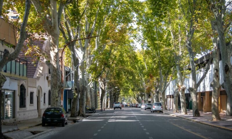 A leafy and green street in downtown Mendoza with low buildings on both side and a few cars parked along 