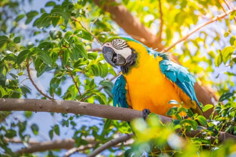 A blue and yellow macaw bird in a Brazilian forest
