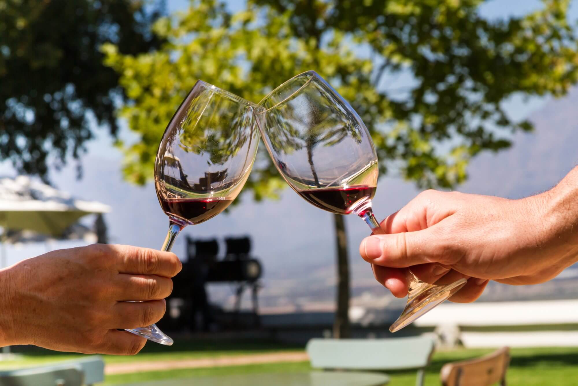 two people toasting with glasses of wine in a vineyard