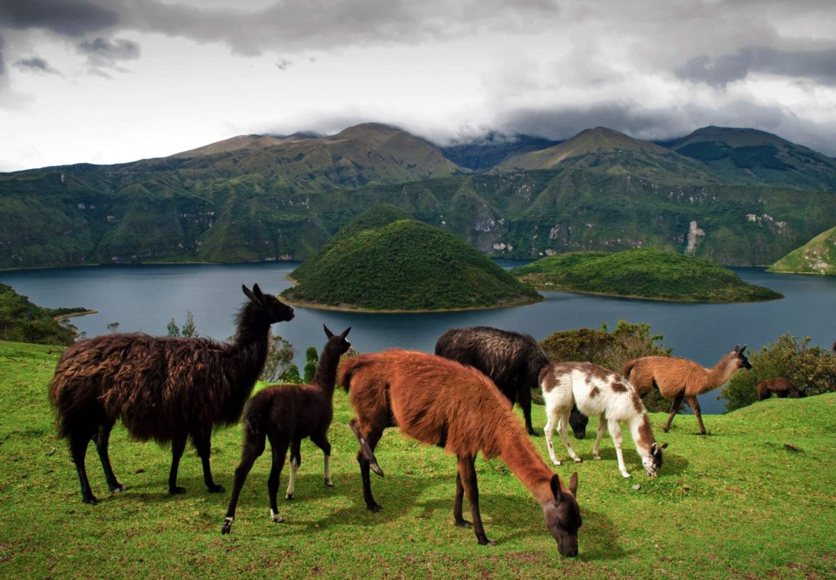 Alpacas pasturing in the farms around Cuicocha Volcanic Lagoon, , Cotacachi, Ecuador