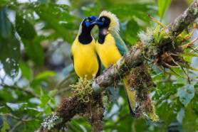 Two brightly colored birds in the rainforest of Ecuador