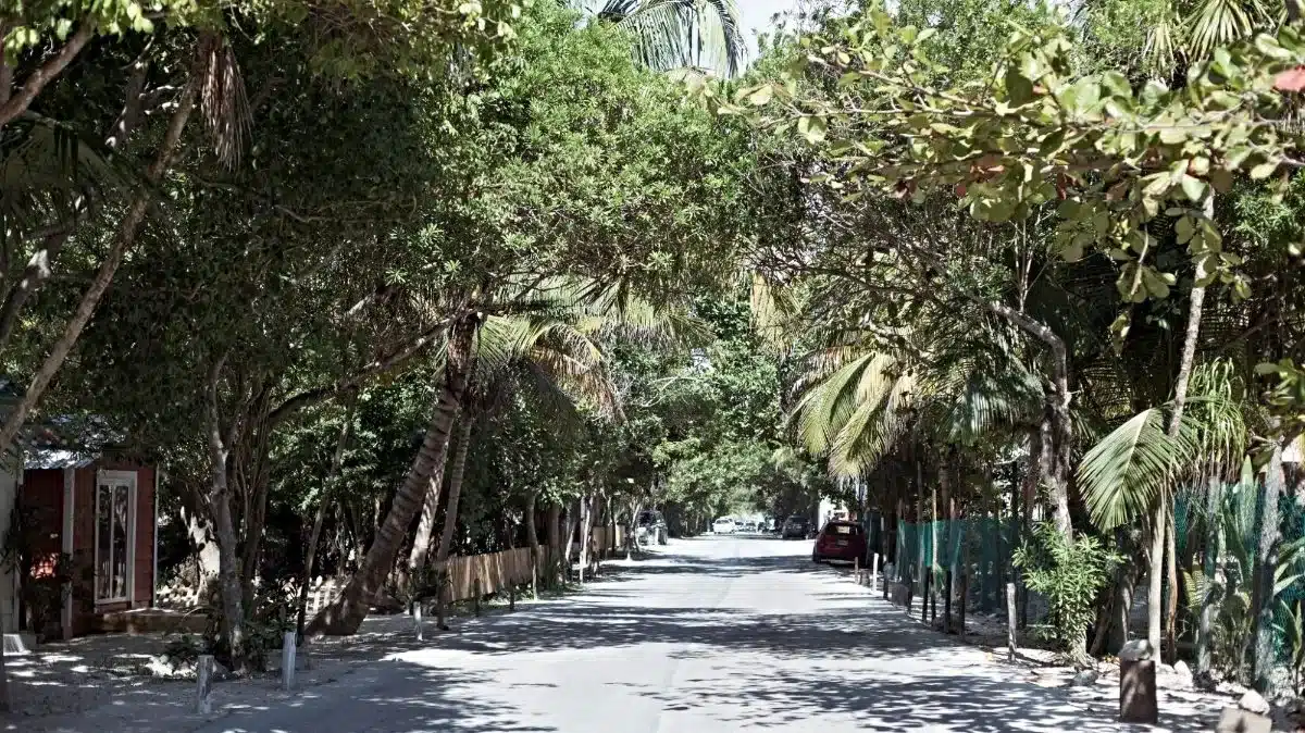 A street in Tulum thick with green vegetation and palm trees